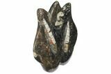 Fossil Goniatite & Orthoceras Sculpture - Morocco #111024-1